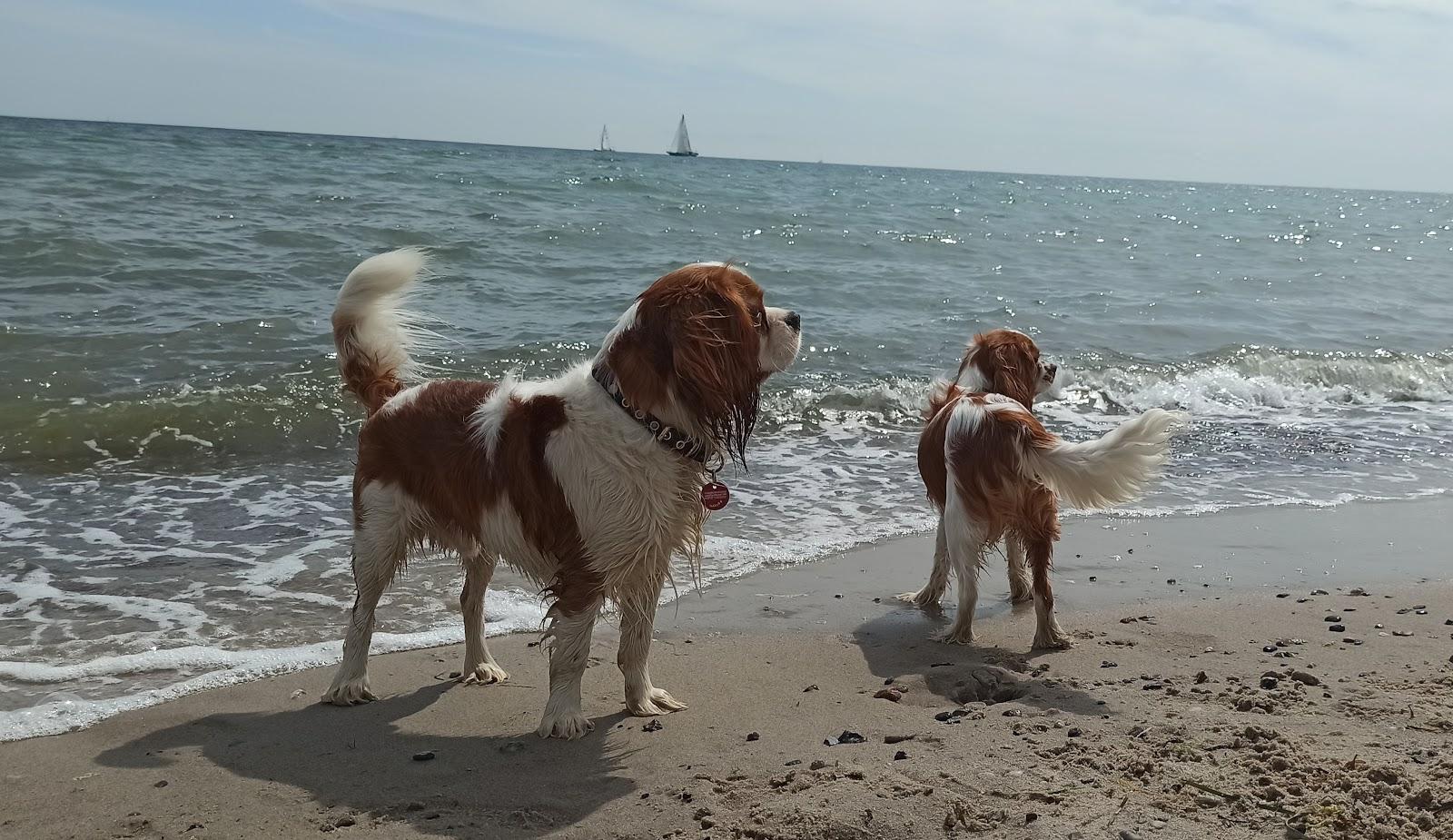 Sandee Rosenfelder Hundestrand
