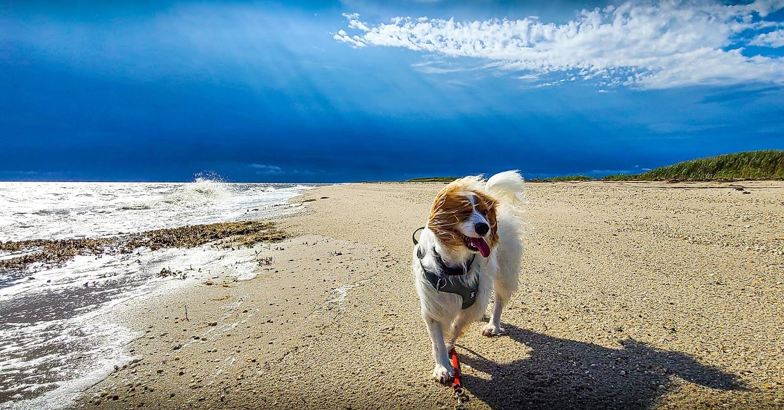 Sandee - Bennett's Pier Beach