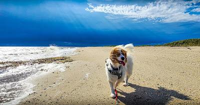 Sandee - Bennett's Pier Beach