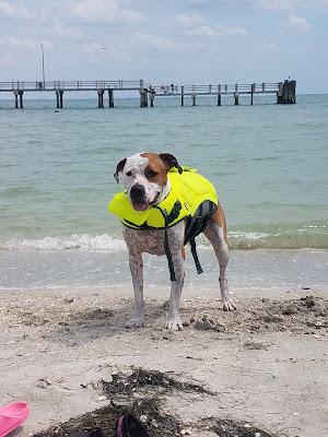 Sandee - Fort Desoto Dog Park Beach