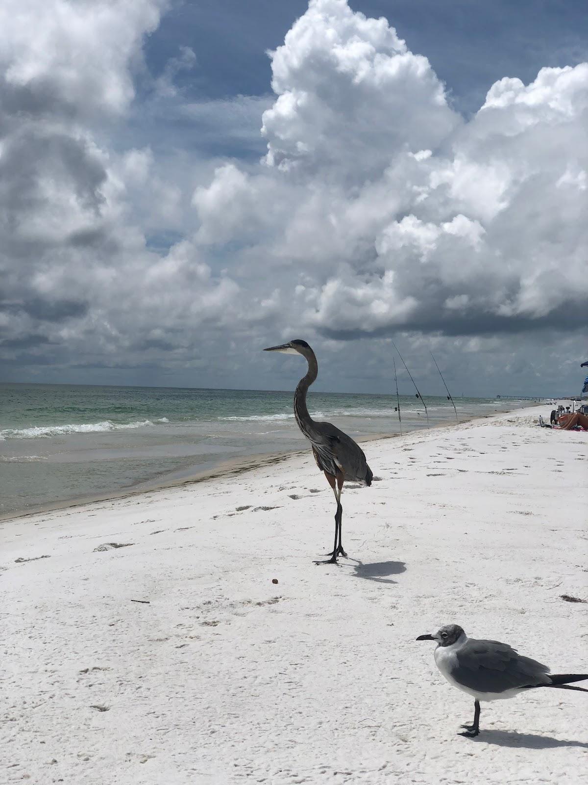 Sandee - Telescope Beach