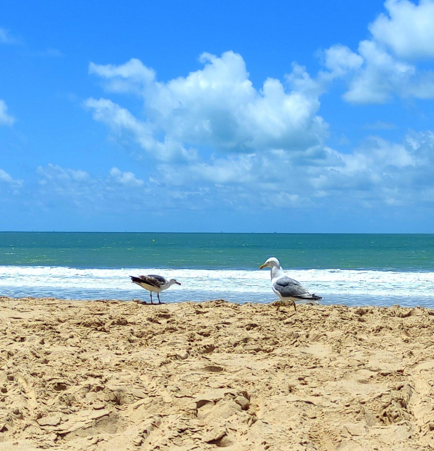 Sandee Playa Cangrejo Rojo Photo