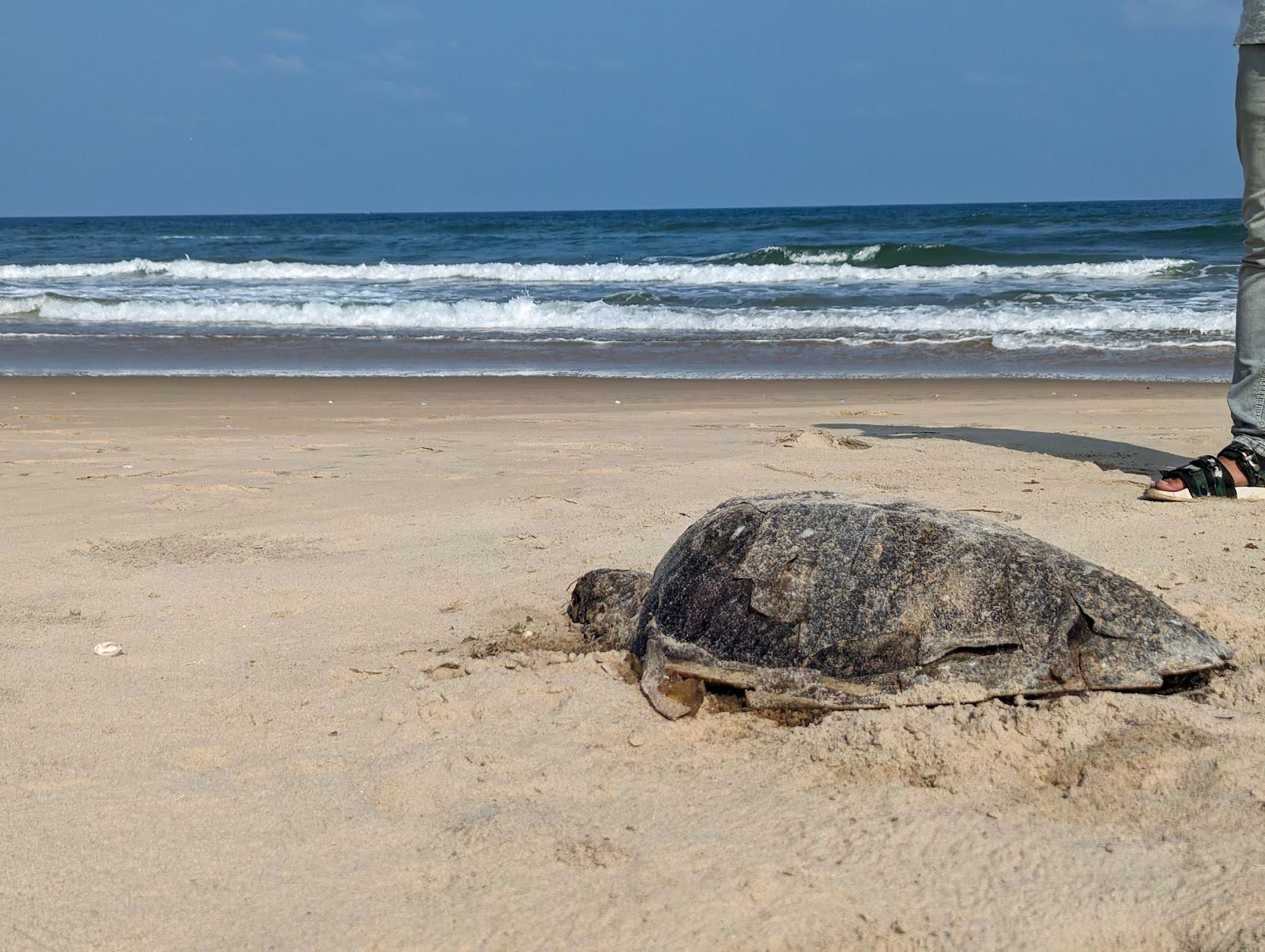 Sandee Alapakkam Beach