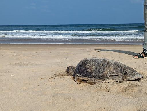 Sandee Alapakkam Beach Photo