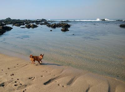 Sandee - Praia Da Salgueira