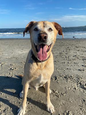 Sandee - Longport Dog Beach