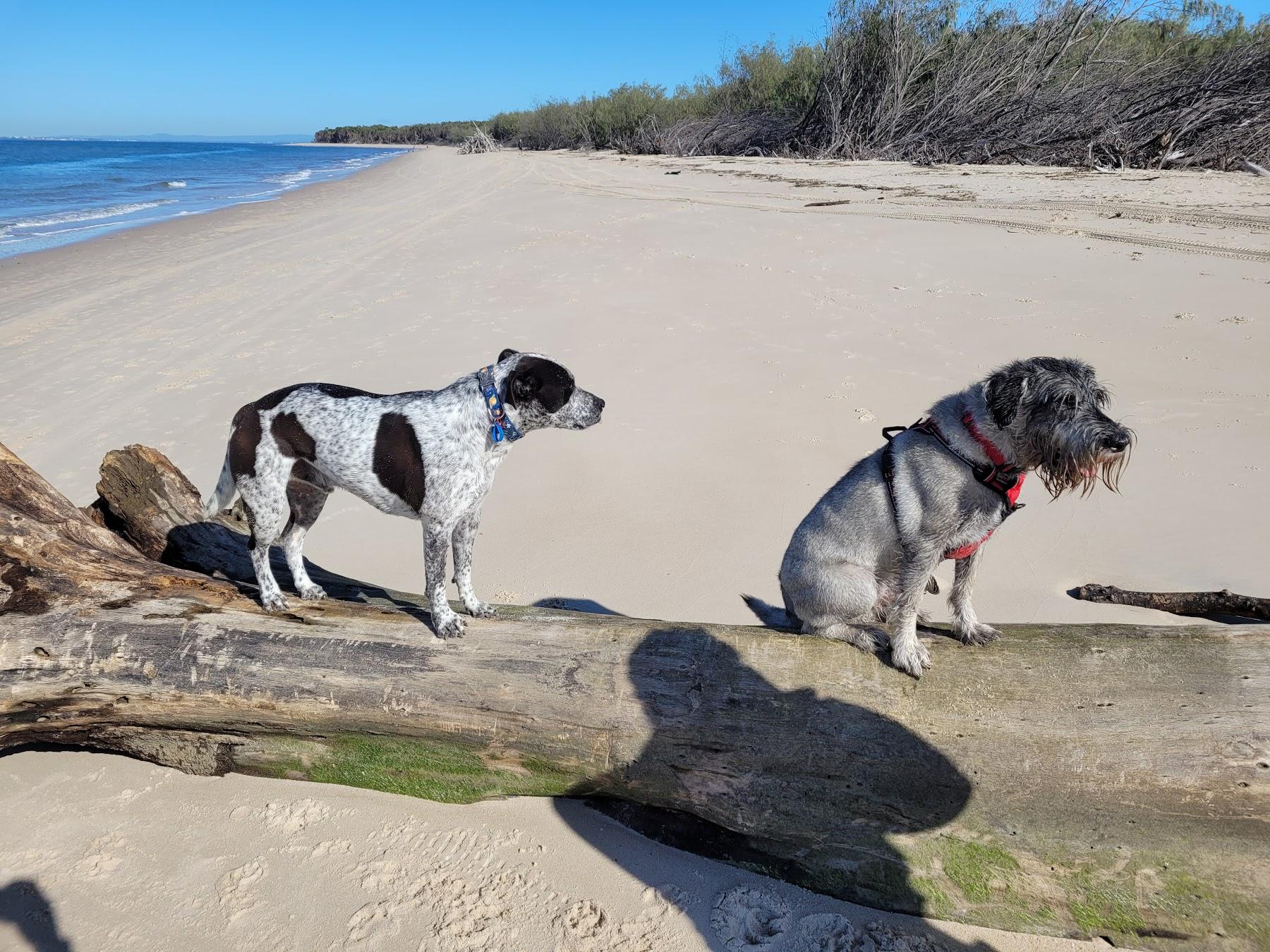 Sandee Bribie Island Dog Beach