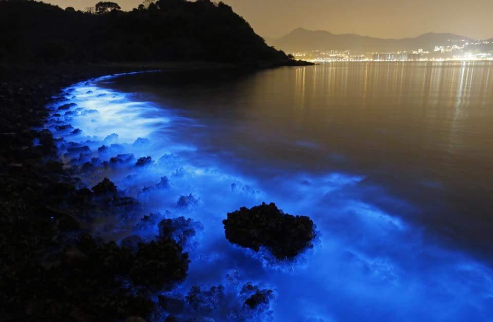 Sandee - Bioluminescent Mosquito Bay