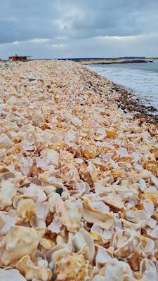 Sandee - Shell Cemetery Beach