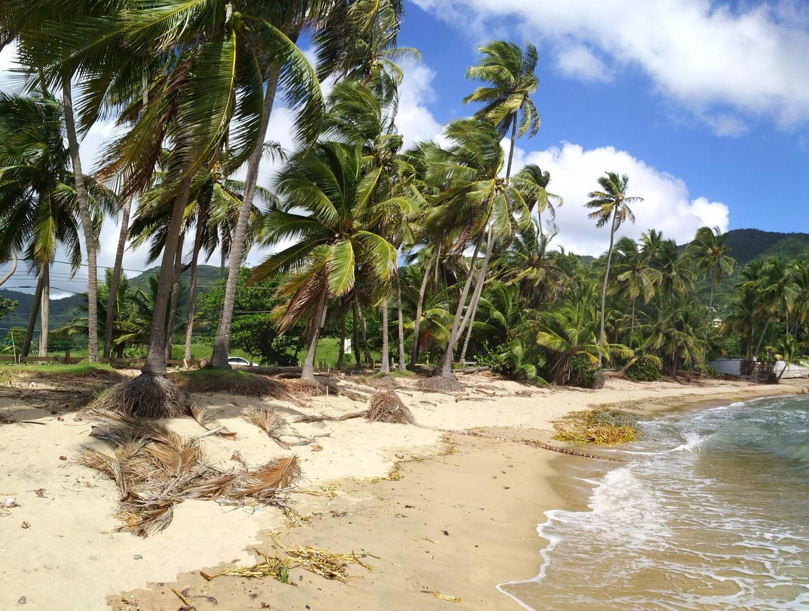 Sandee Playa Caribe Photo