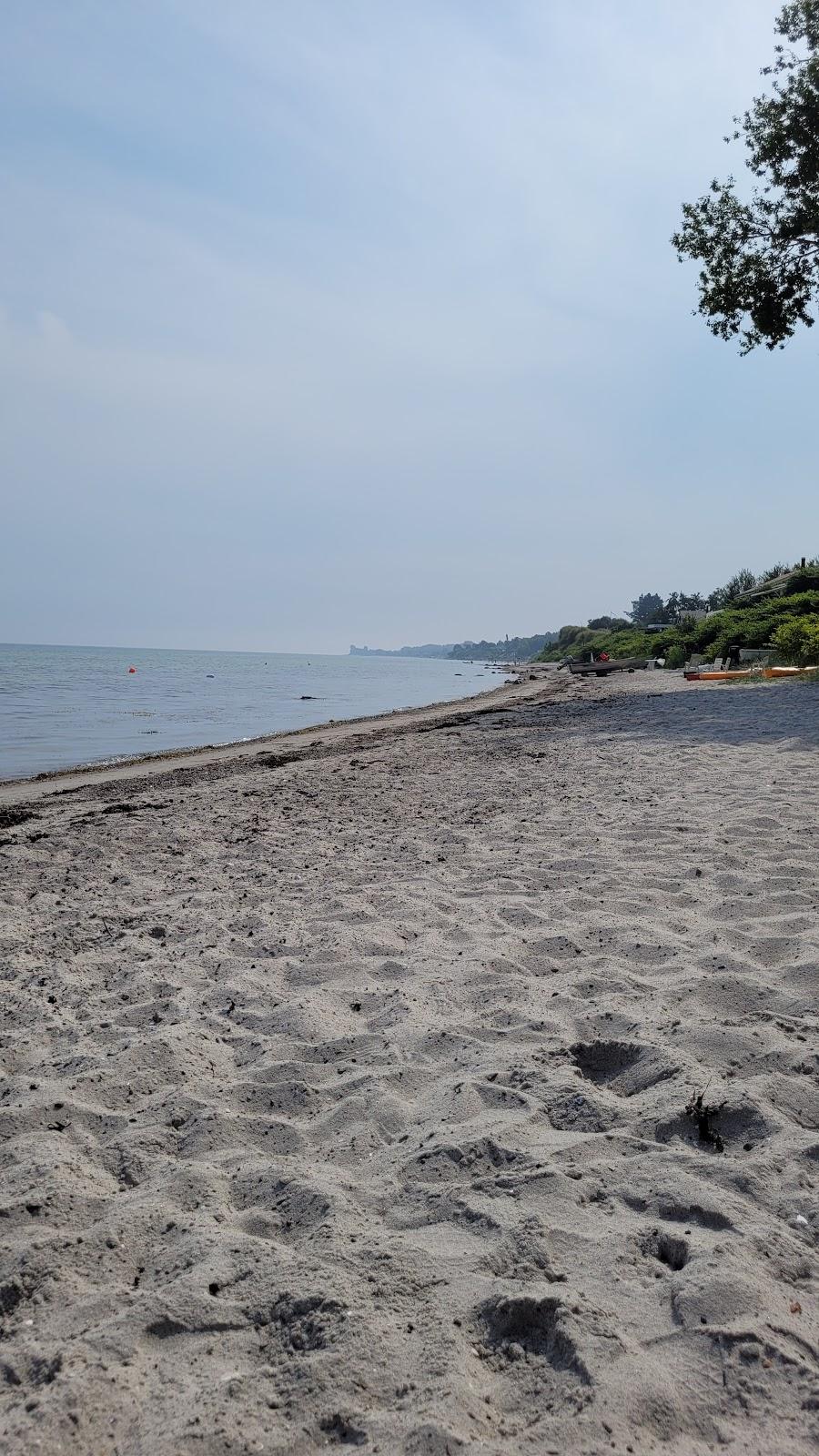 Sandee Dinestrup Strand
