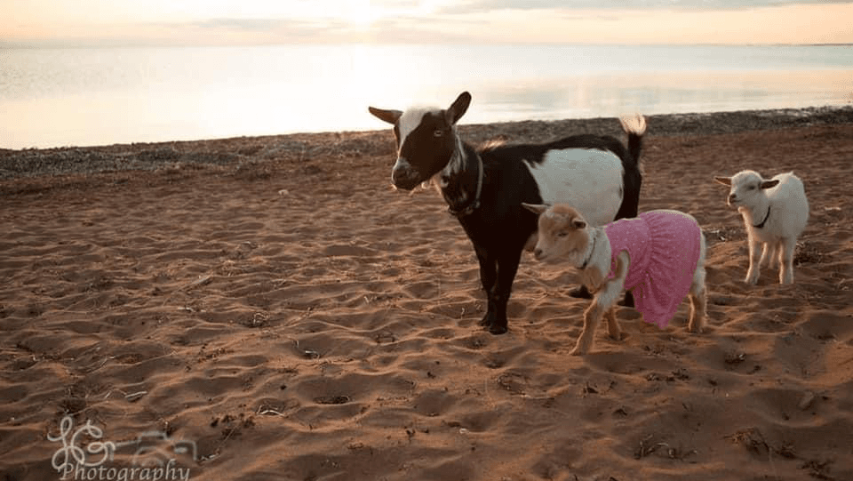 Sandee Beach Goats