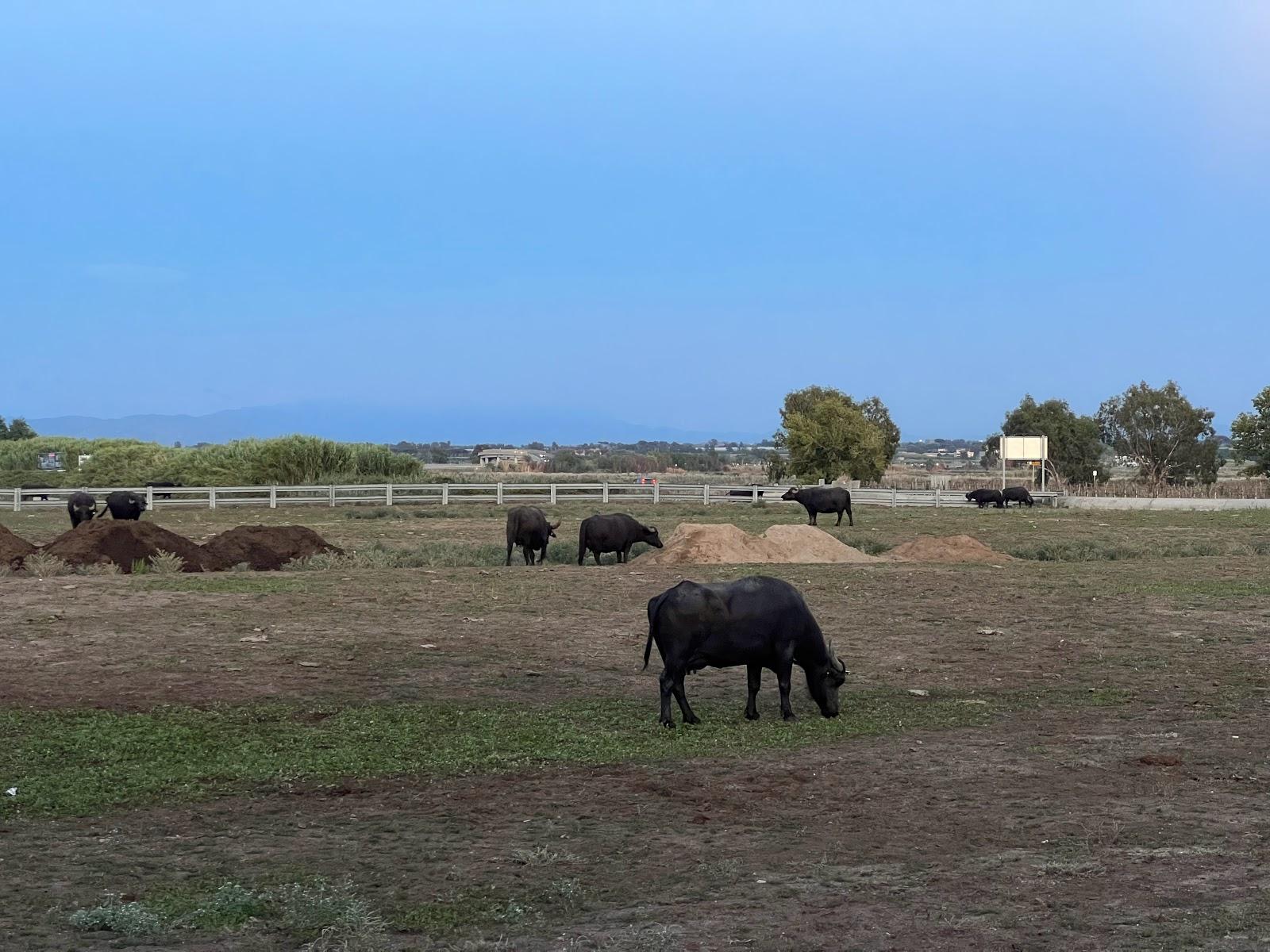 Sandee Spiaggia Libera Ischitella