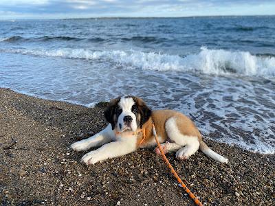 Sandee - Compass Rose Beach