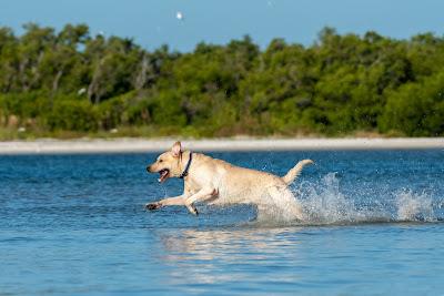 Sandee - Bonita Beach Dog Park