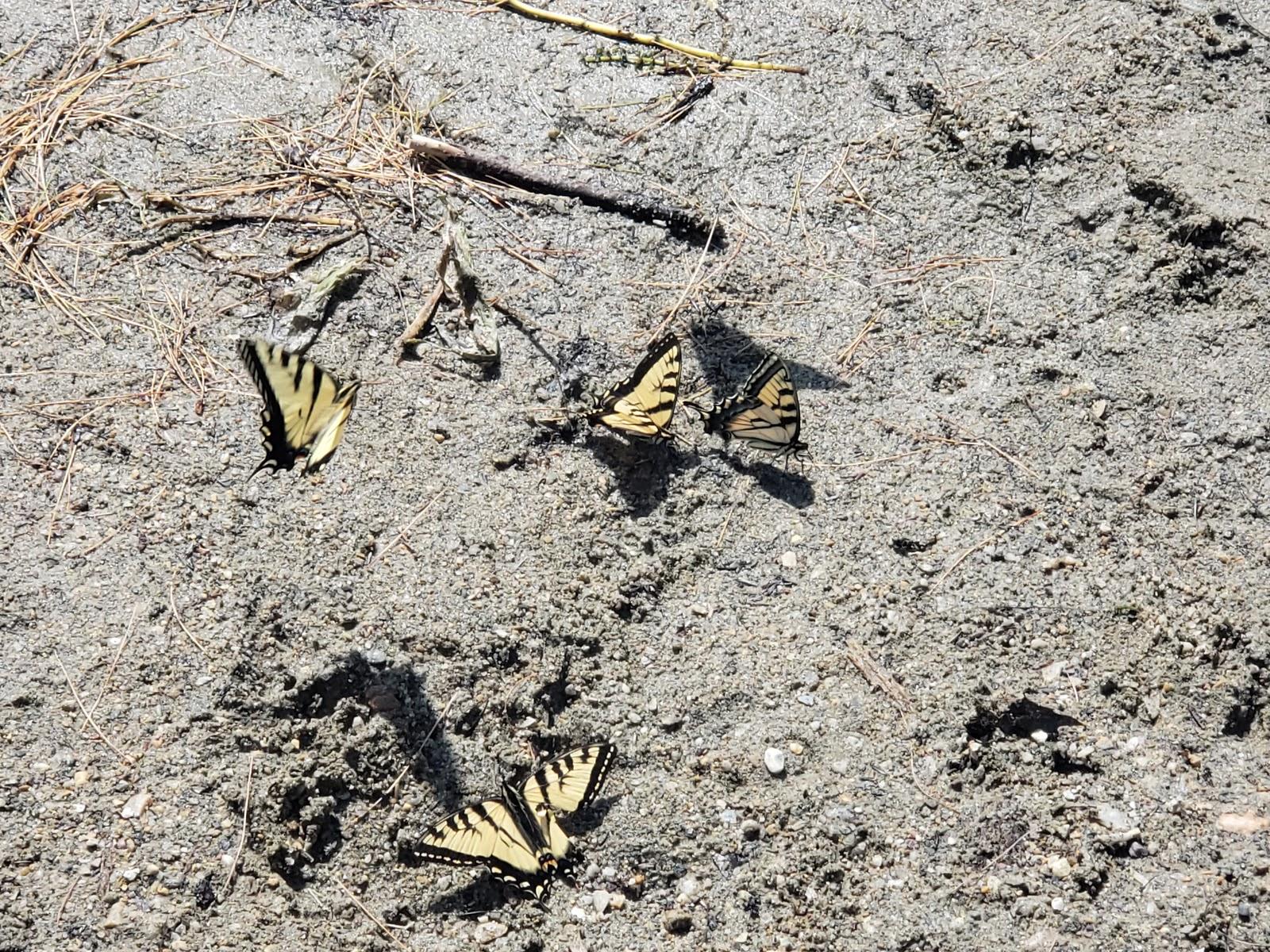 Sandee Grand Isle Town Beach Photo