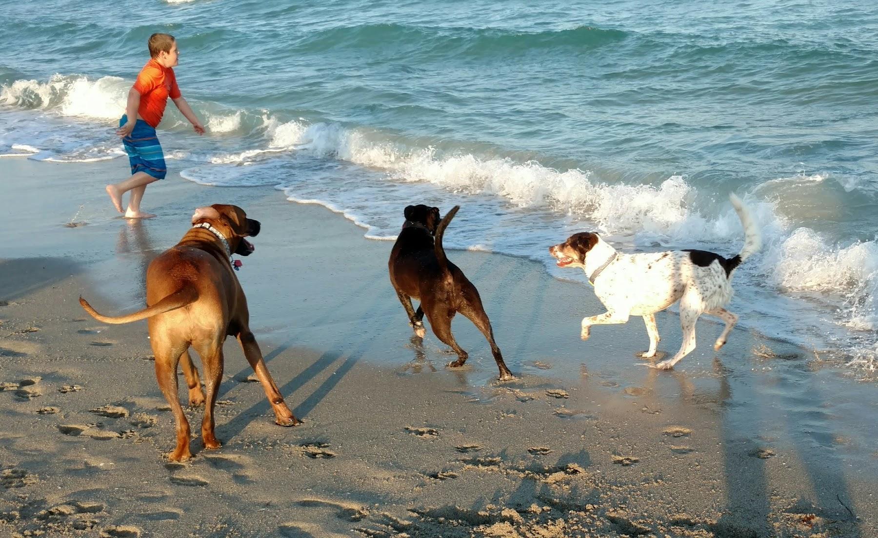 Sandee Hollywood Dog Beach Photo