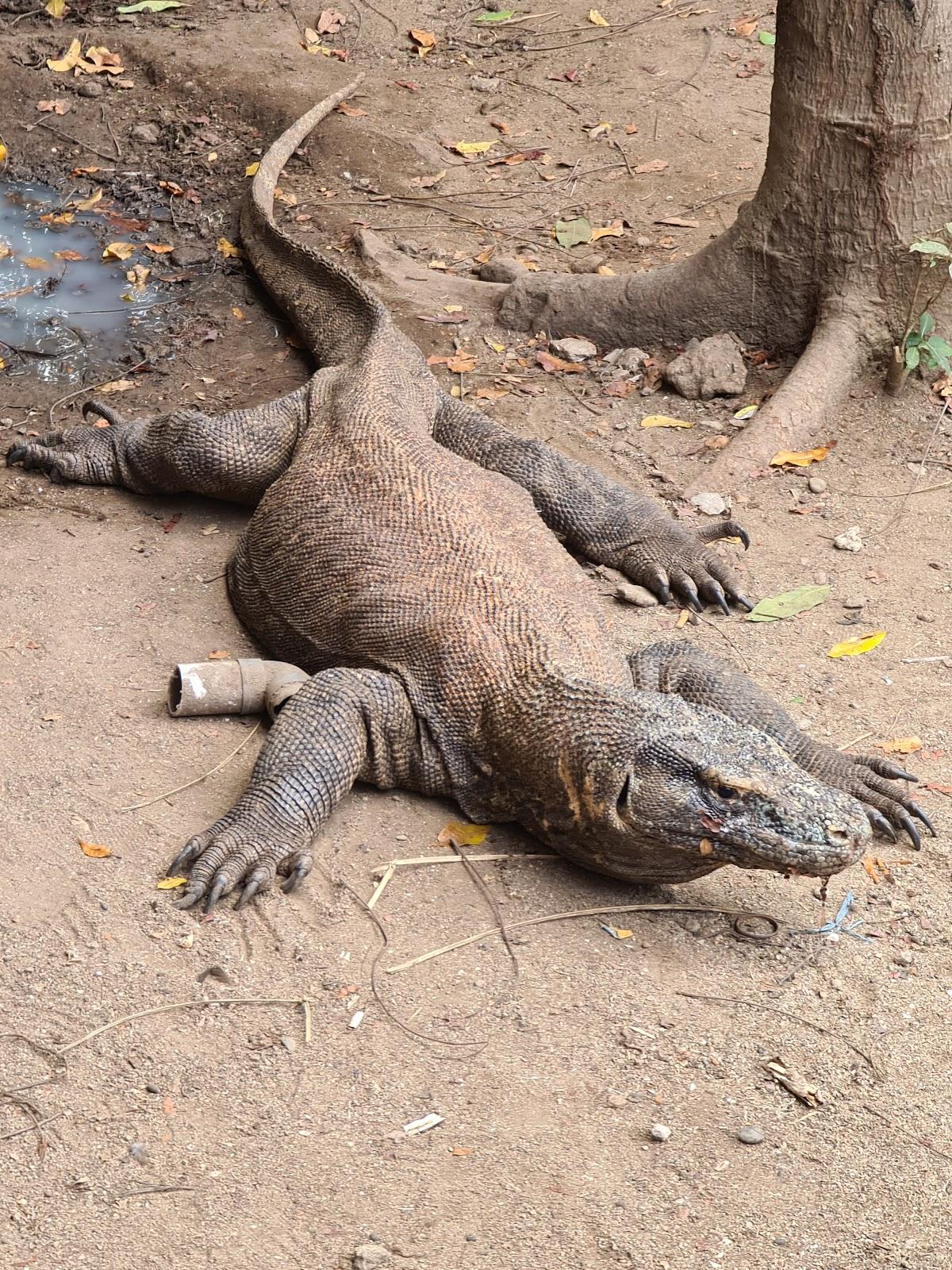 Sandee Loh Liang - Komodo National Park