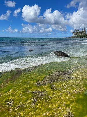 Sandee - Laniakea Beach