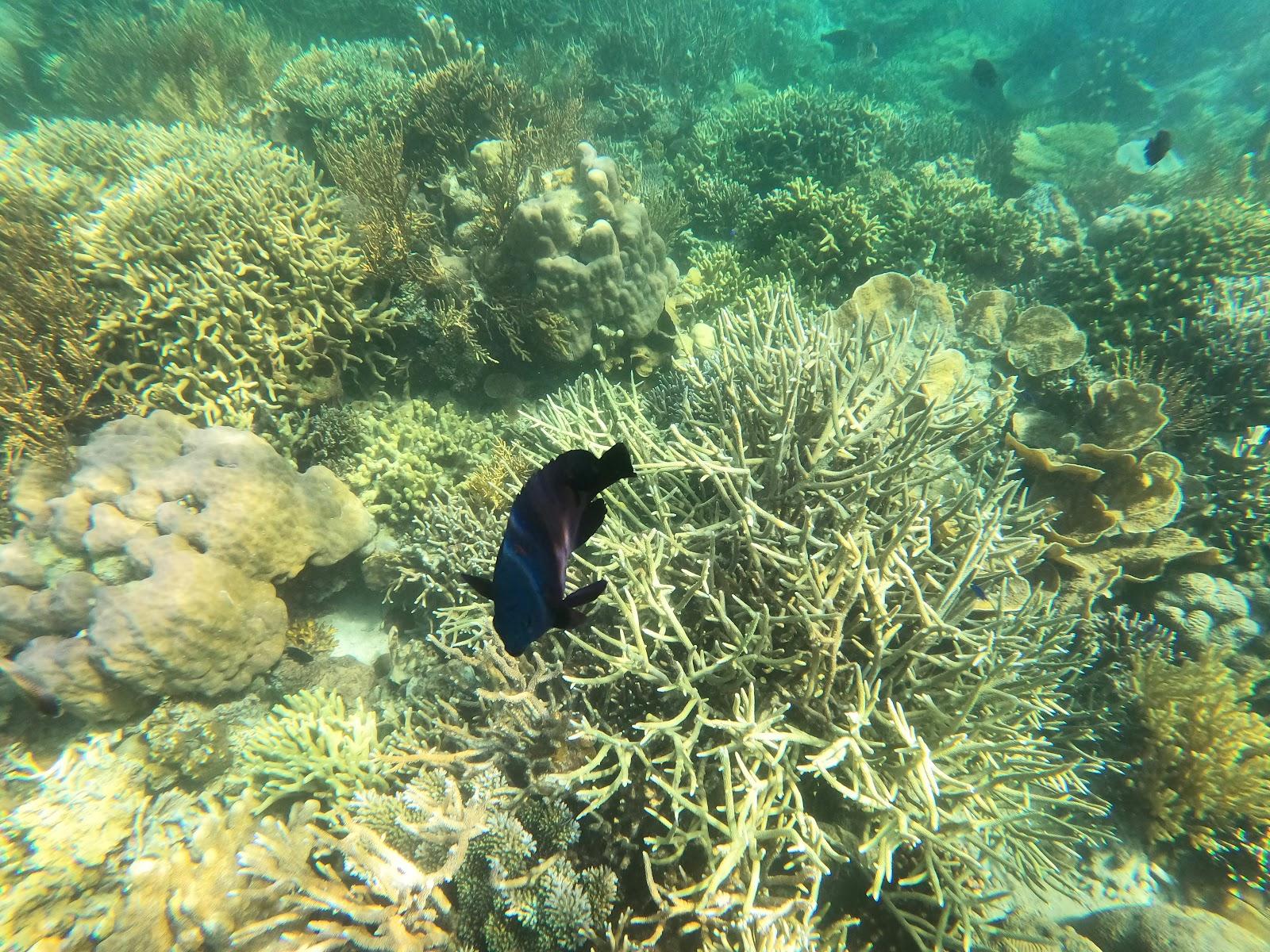 Sandee Lusong Coral Garden Photo