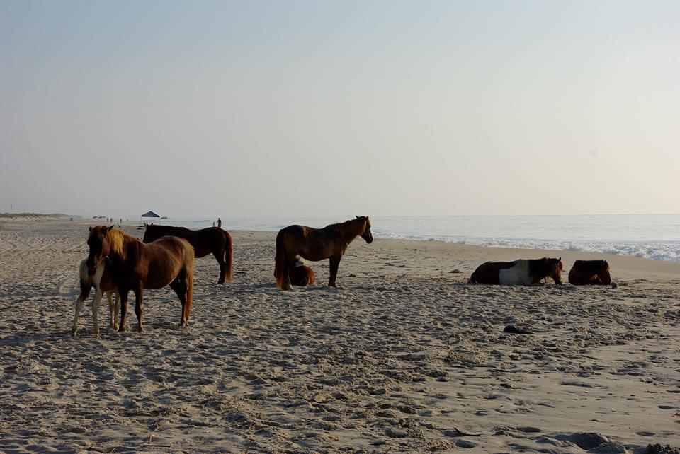 Sandee - Assateague Island