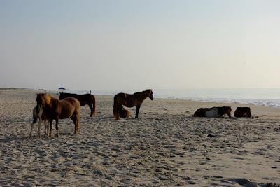 Sandee - Assateague Island