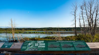 Sandee - Arcadia Marsh Preserve