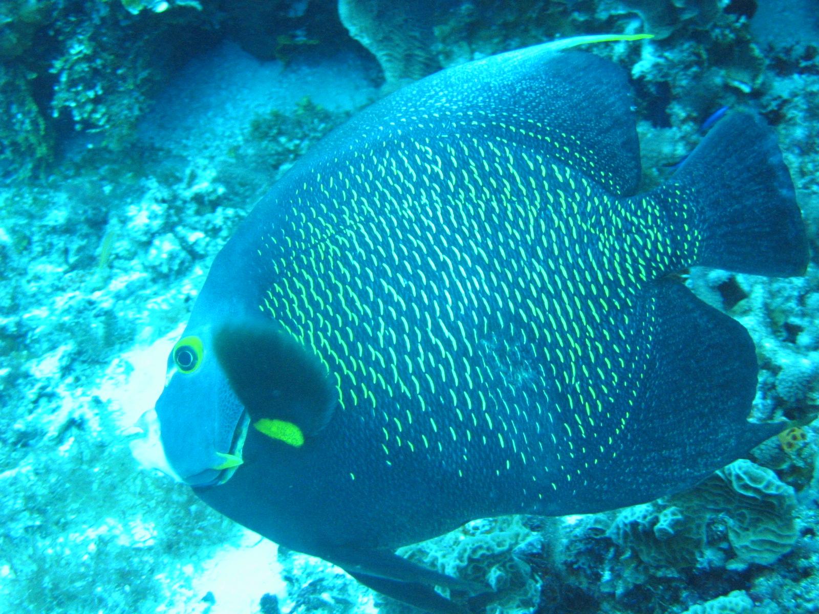 Sandee Leonora's Reef
