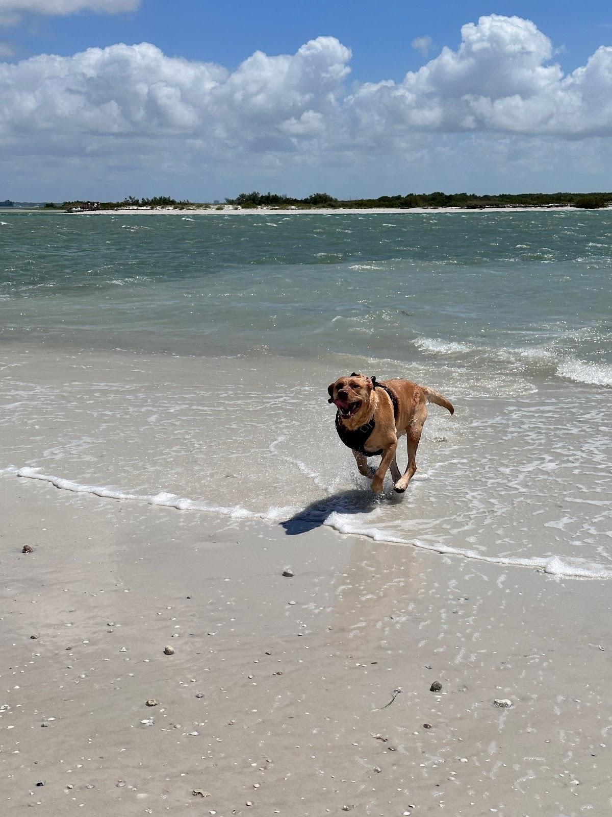 Sandee - Honeymoon Island Point Beach