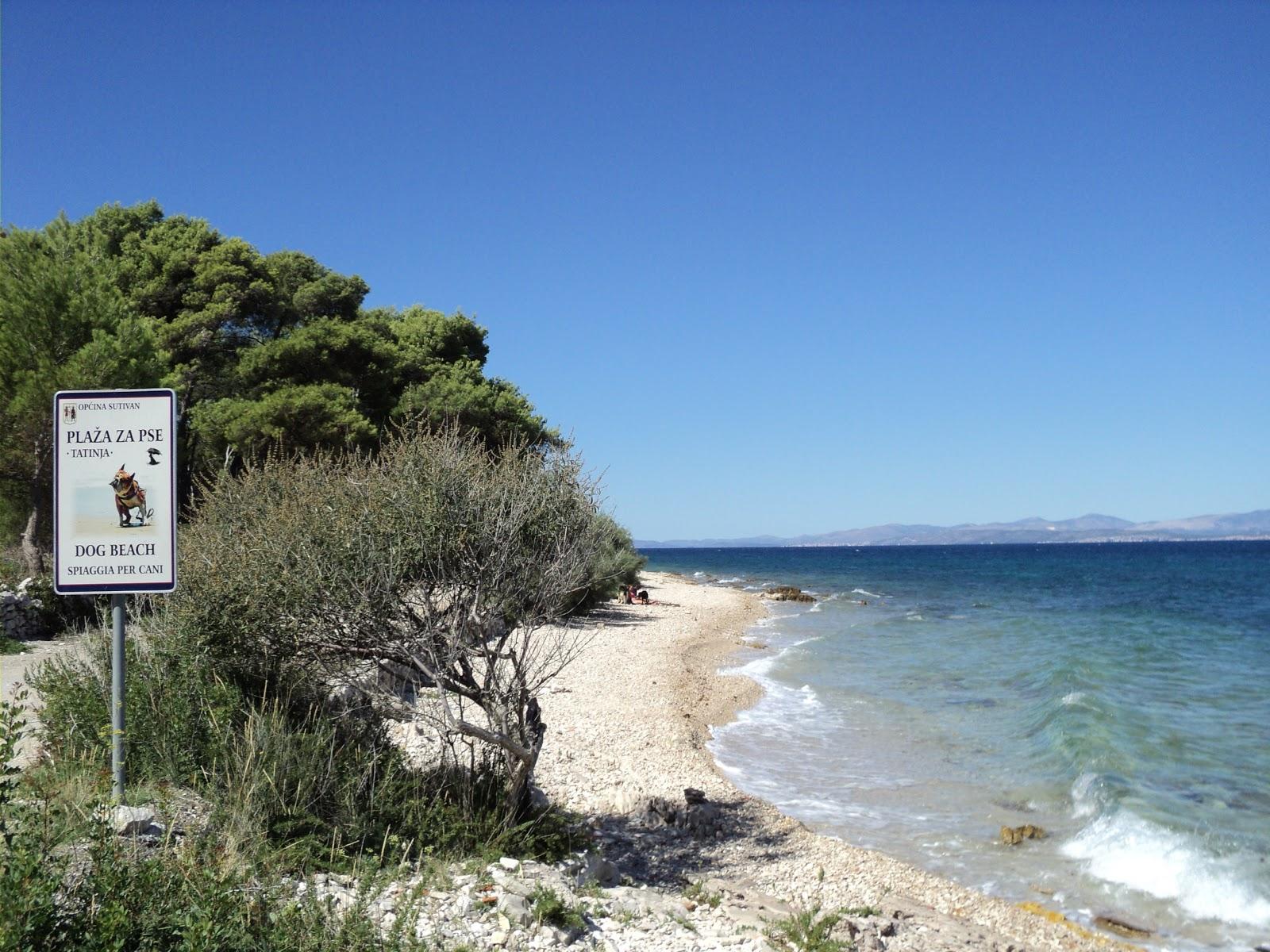 Sandee Tatinja - Dog Beach