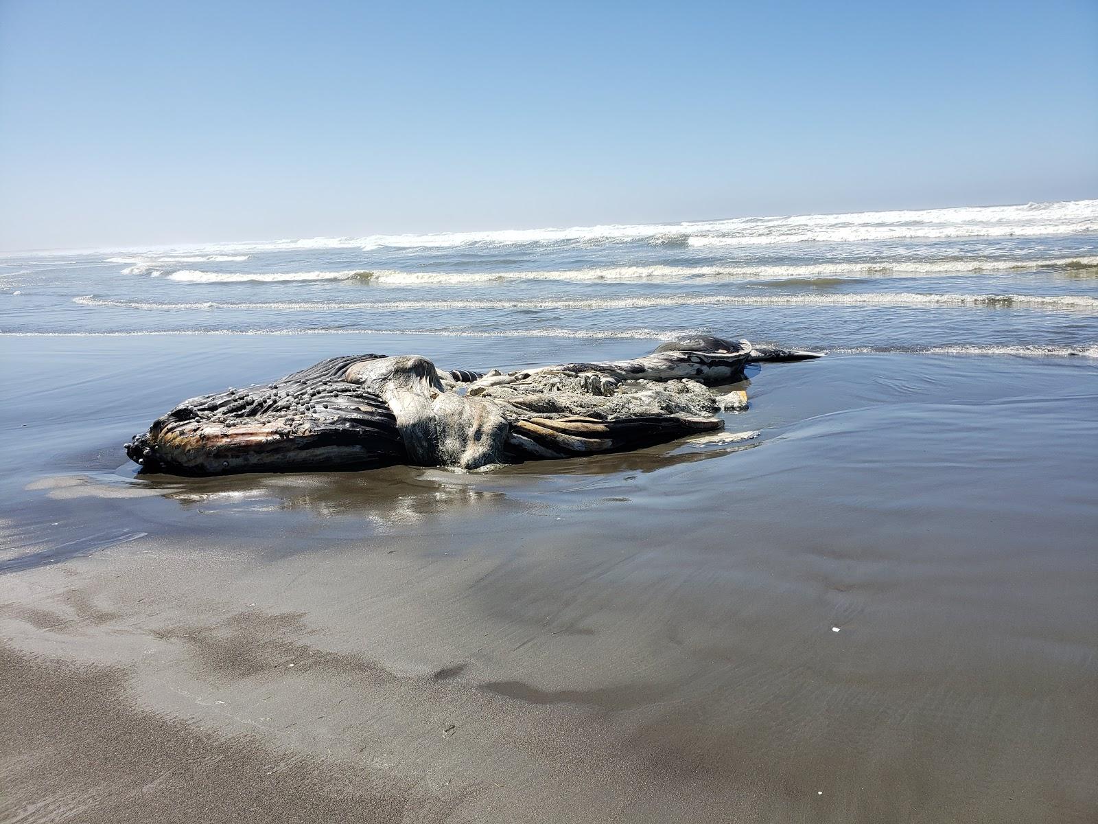 Sandee Ocean Shores, North Jetty