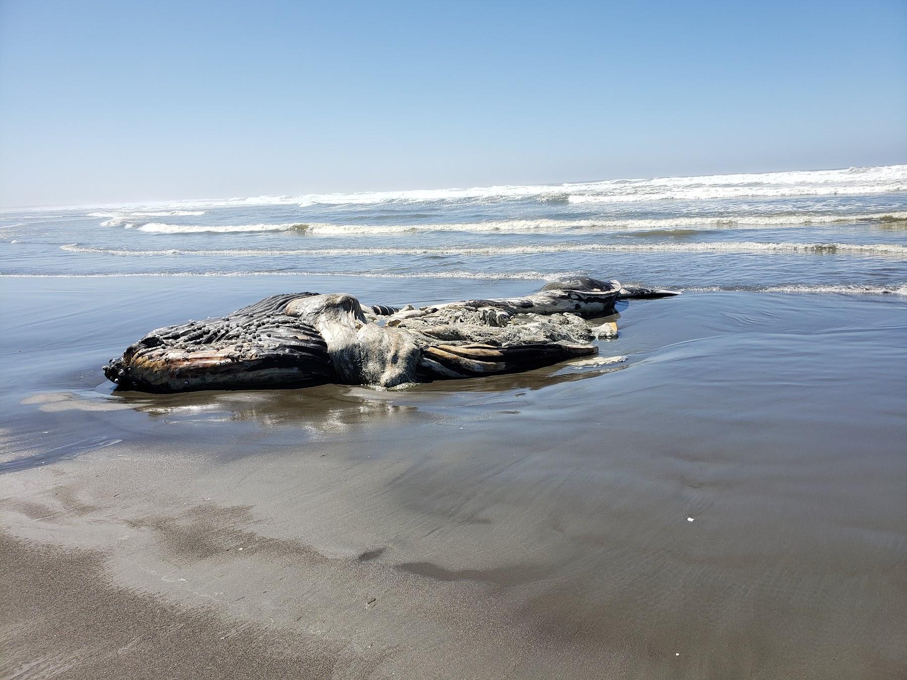 Sandee Ocean Shores, North Jetty