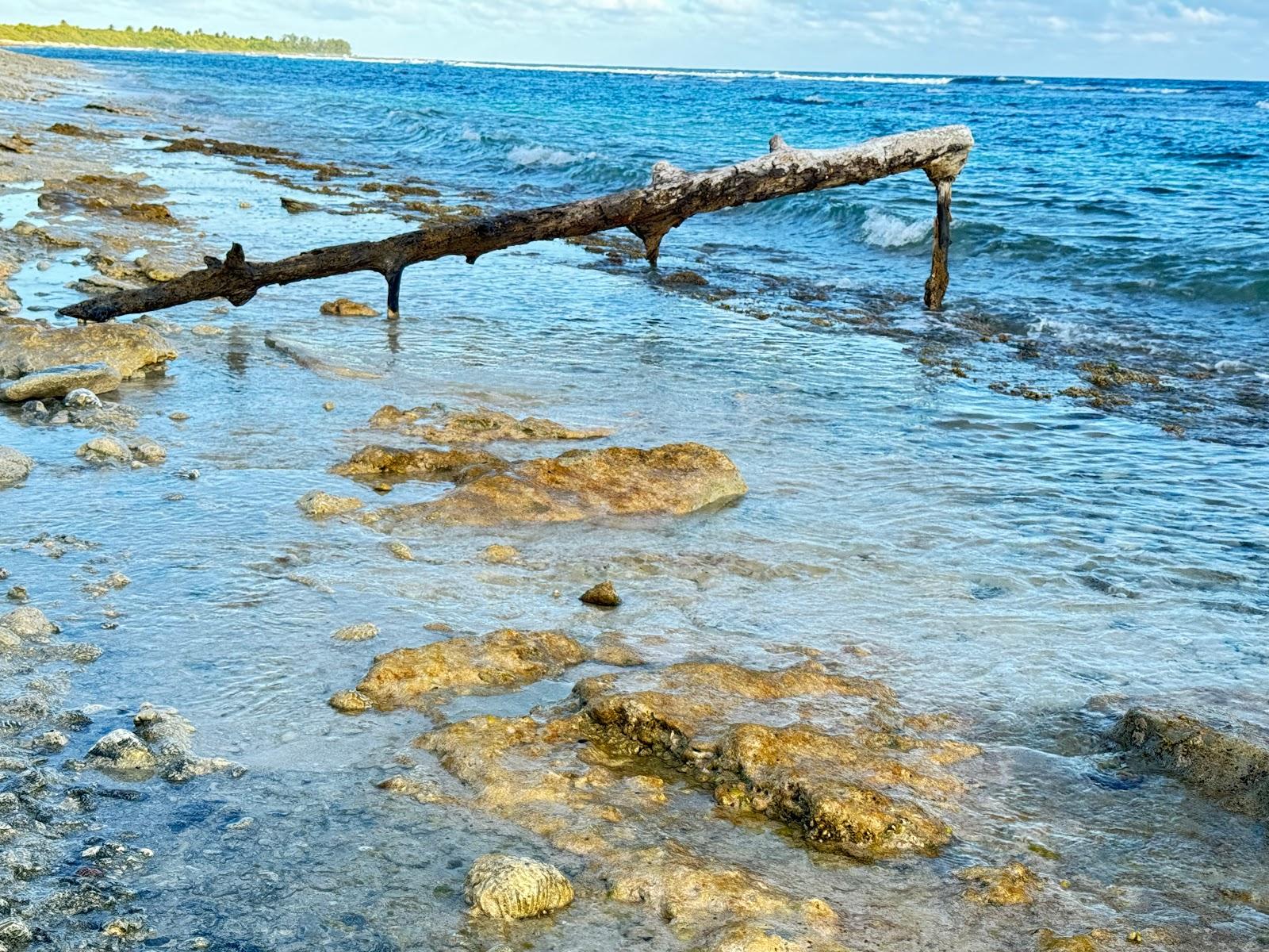 Sandee - Preston Bay Iguana Nesting Sanctuary