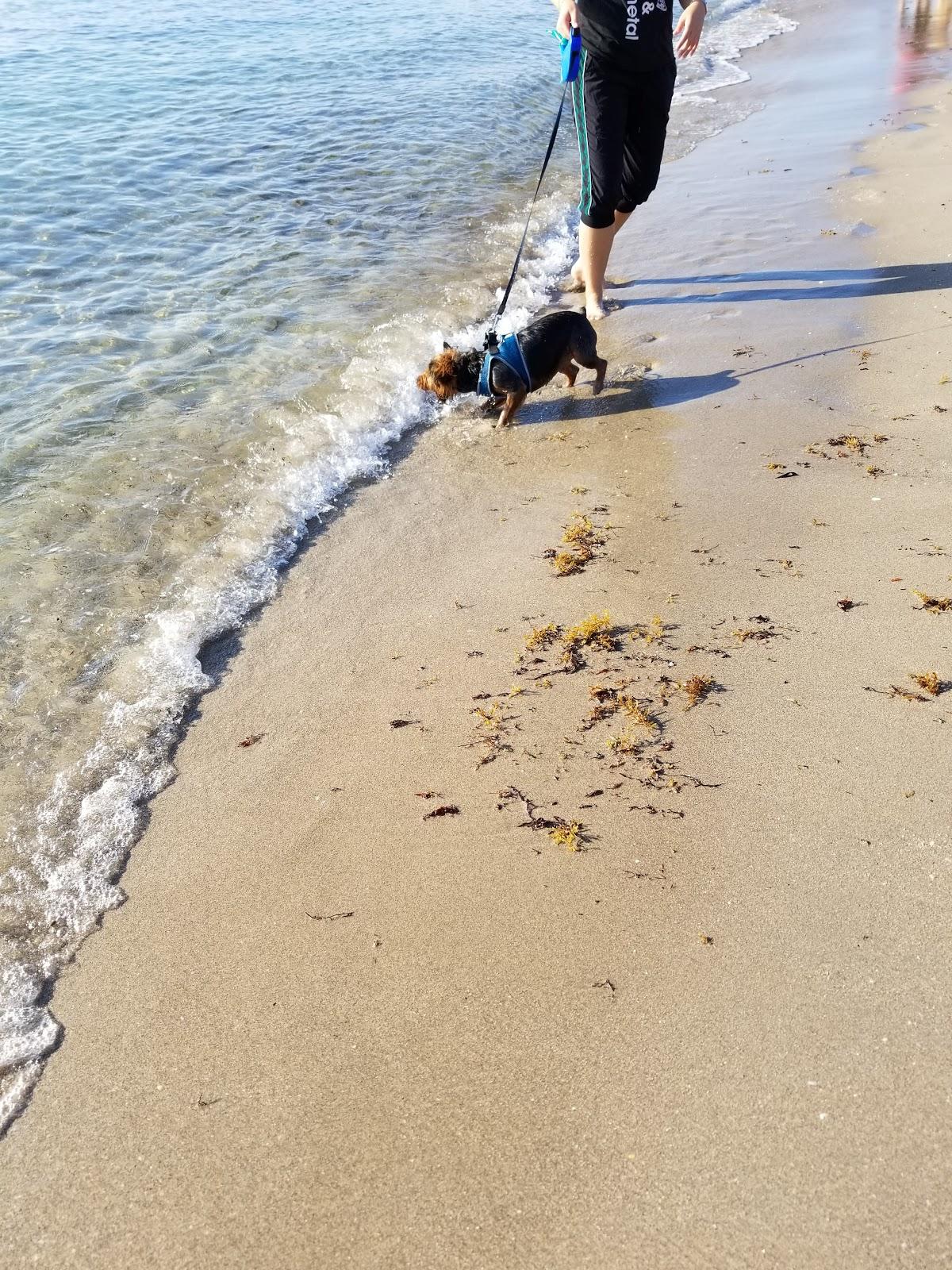 Sandee - Bark Park Dog Beach