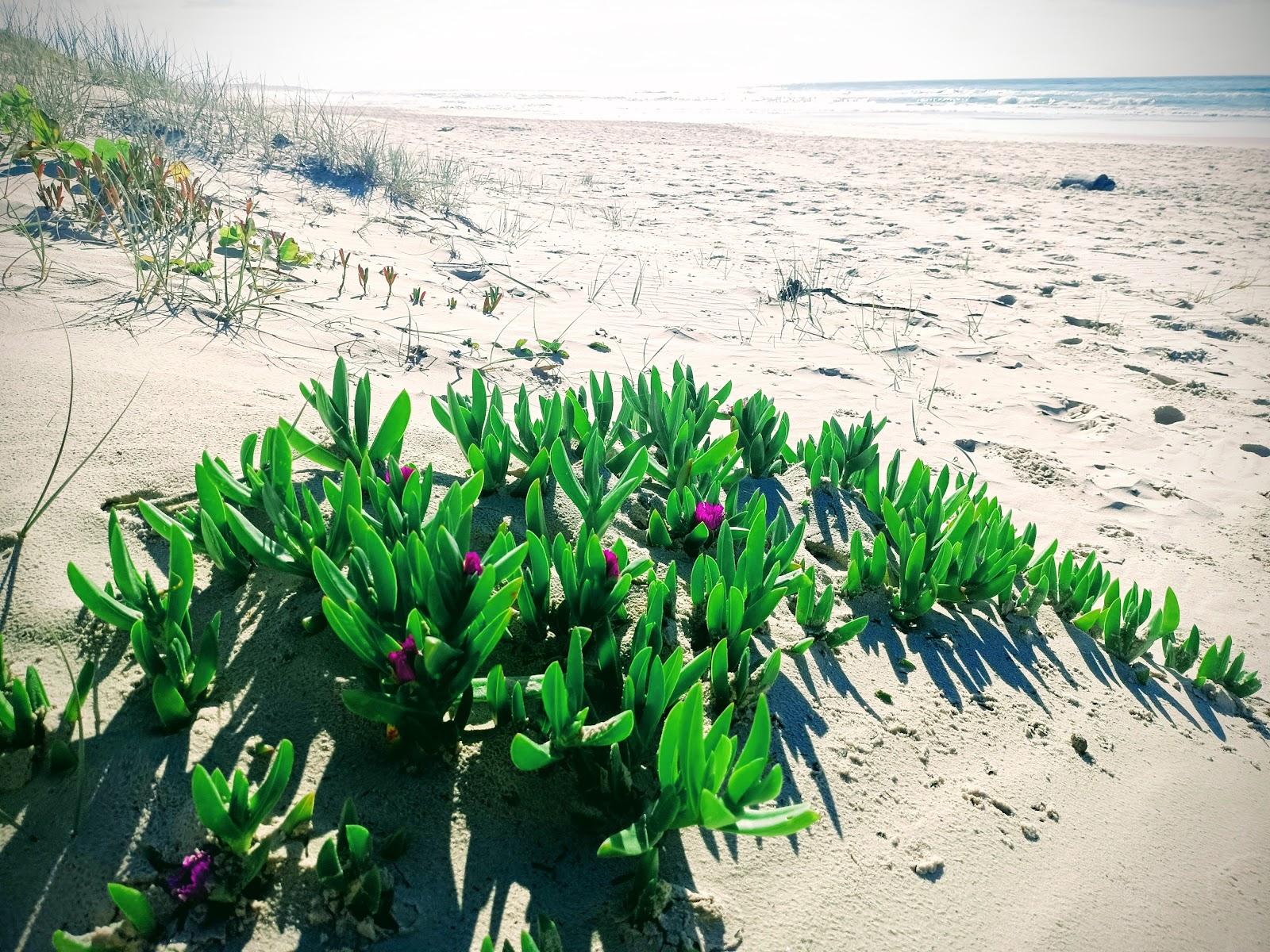 Sandee Cudgera Beach