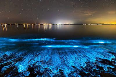 Sandee - Bioluminescent Mosquito Bay