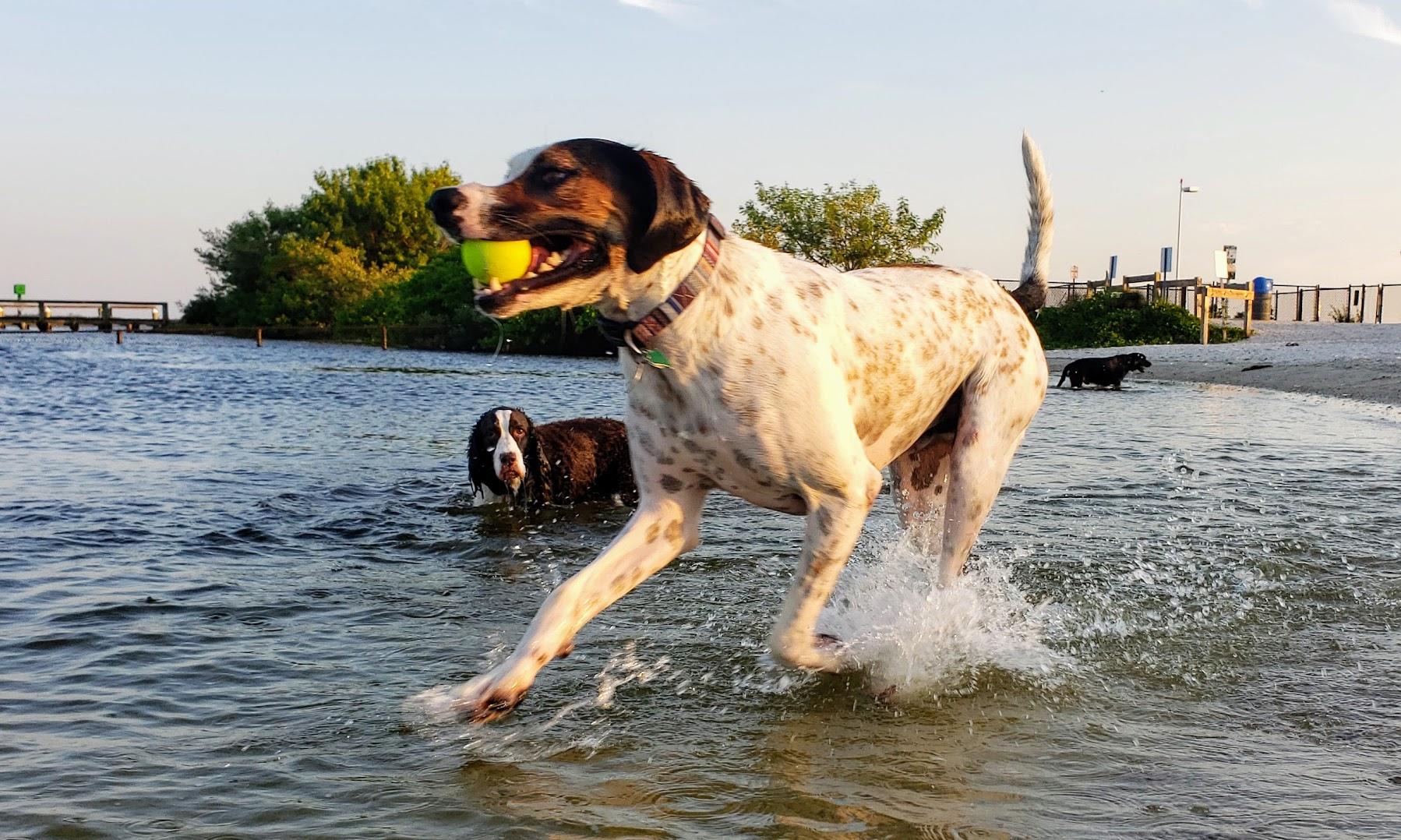 Sandee Davis Island Dog Beach