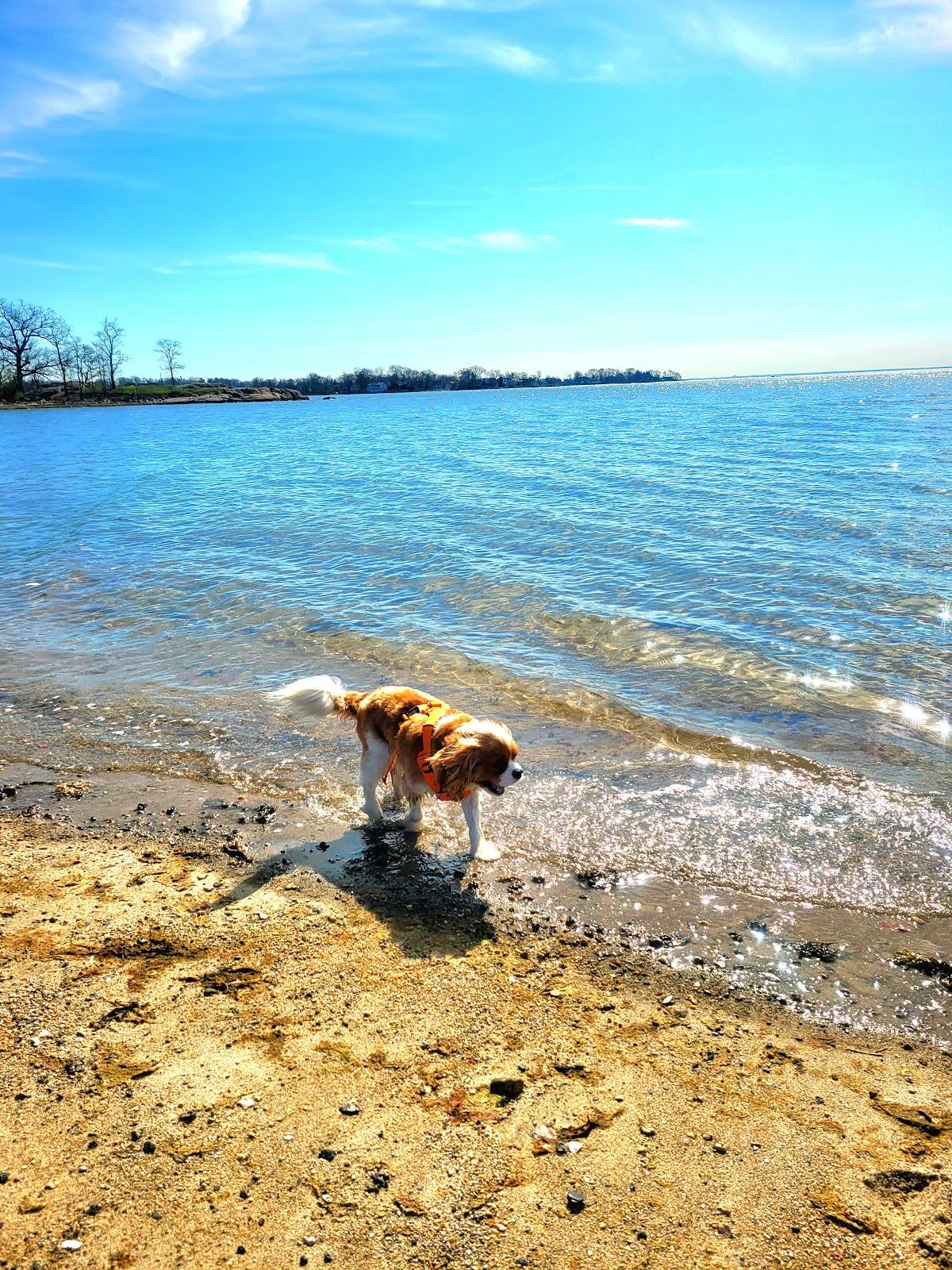 Sandee - Cove Beach