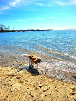 Sandee - Cove Beach