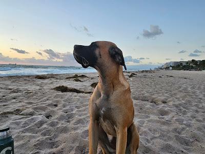 Sandee - Fort Lauderdale Dog Beach