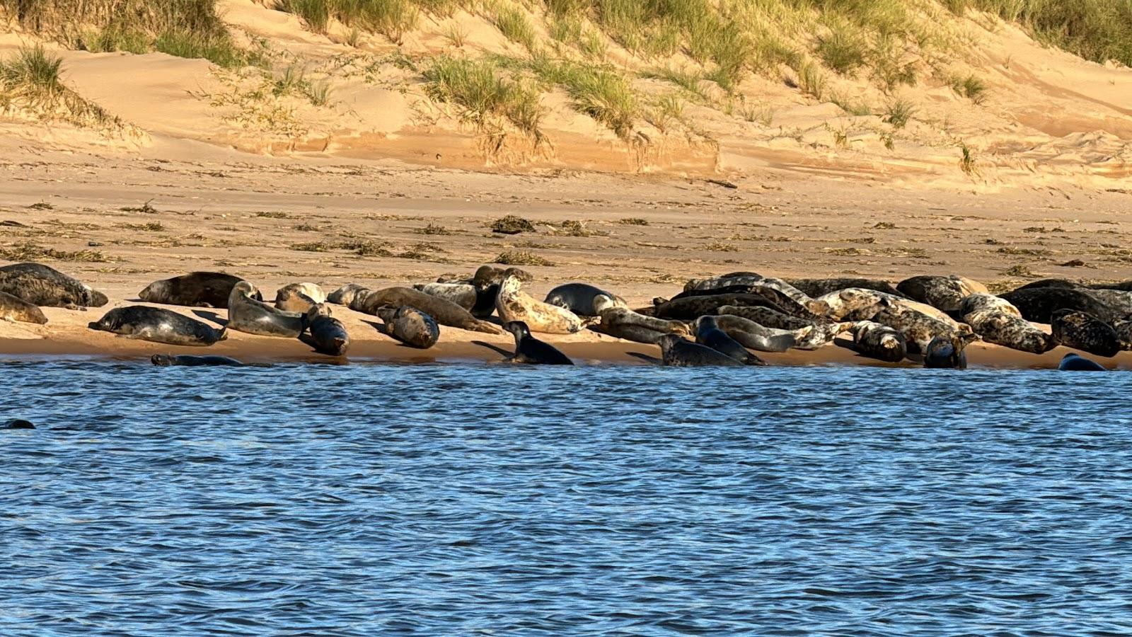 Sandee Newburgh Seal Beach Photo