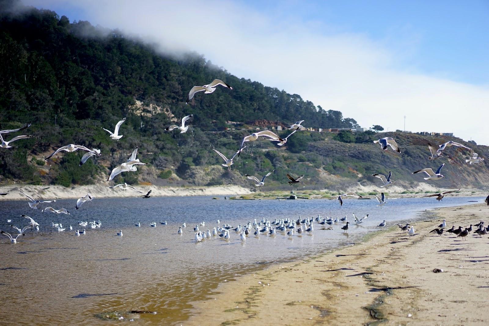 Sandee - Waddell Creek Beach