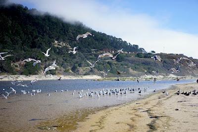 Sandee - Waddell Creek Beach