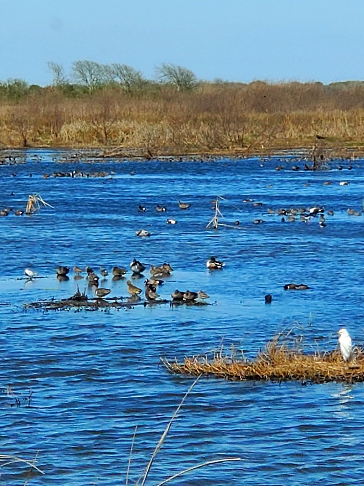 Sandee - San Bernard National Wildlife Refuge