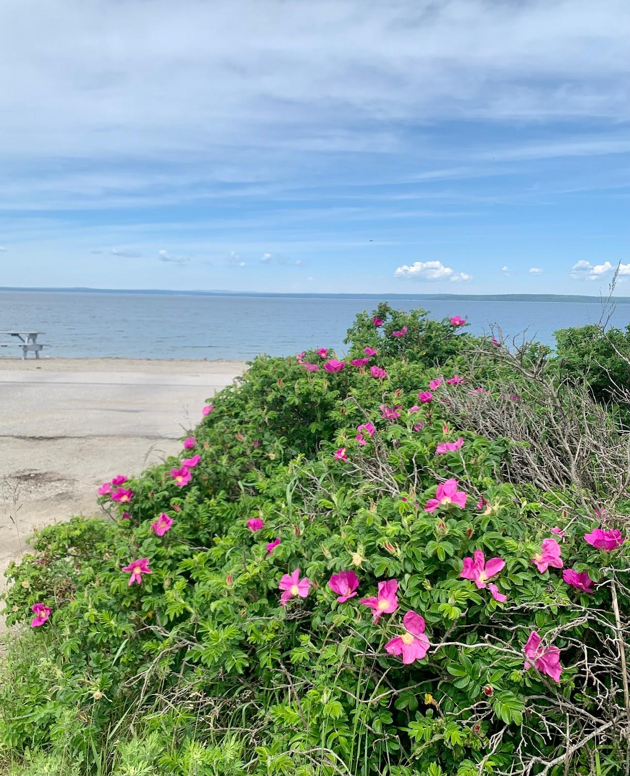 Sandee - Wadsworth Cove Beach