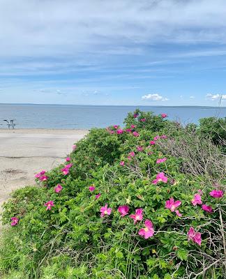 Sandee - Wadsworth Cove Beach