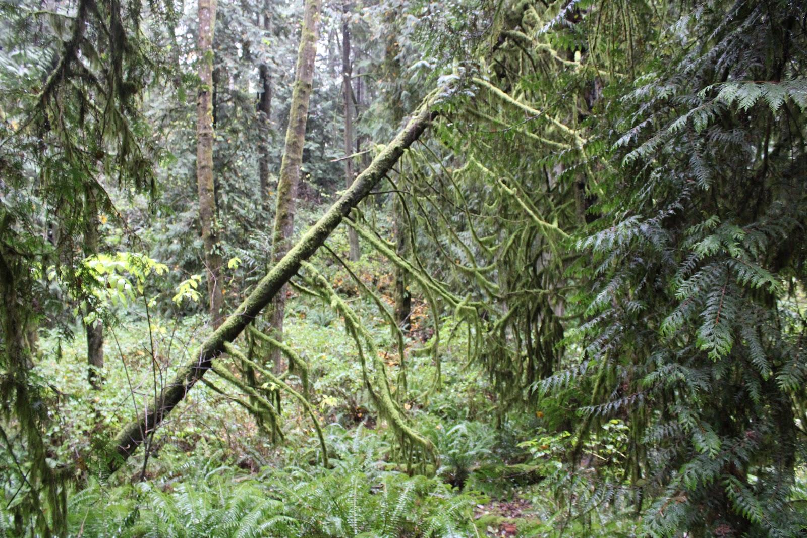 Sandee - Tolmie State Park