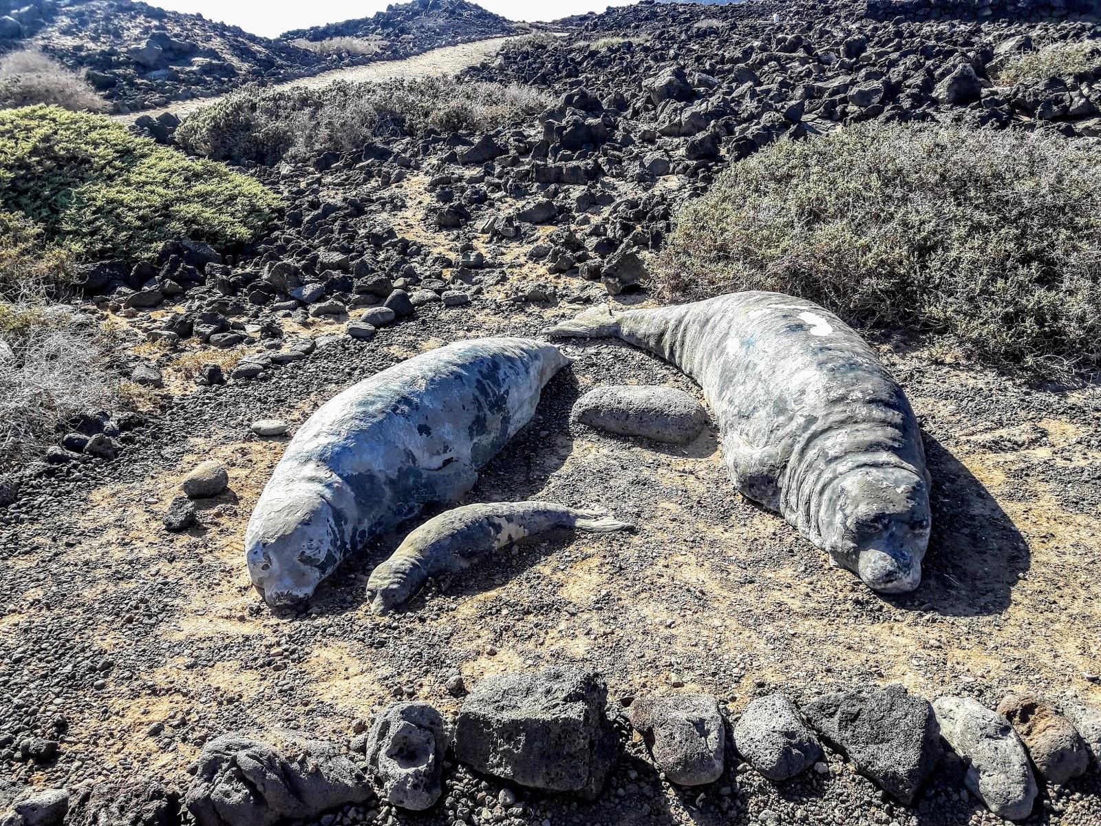 Sandee Lobos Island Photo