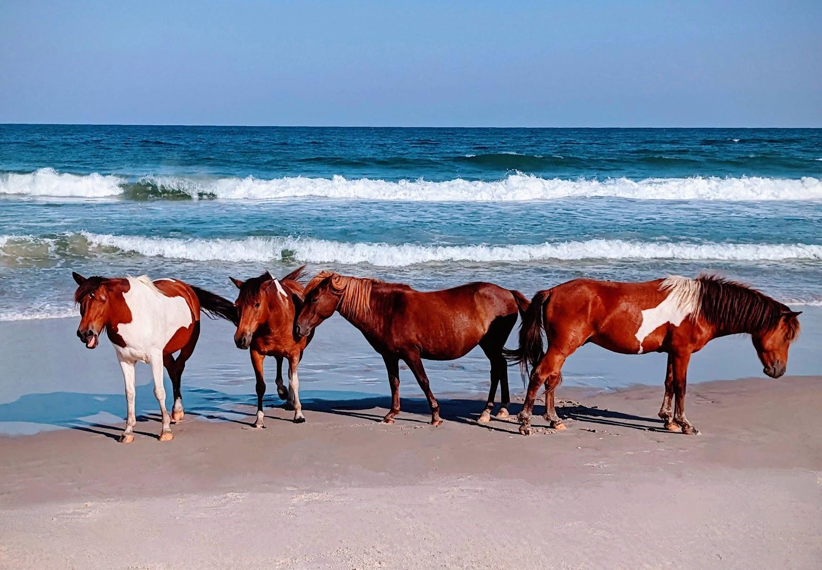 Sandee - Assateague Island