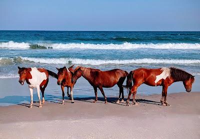 Sandee - Assateague Island